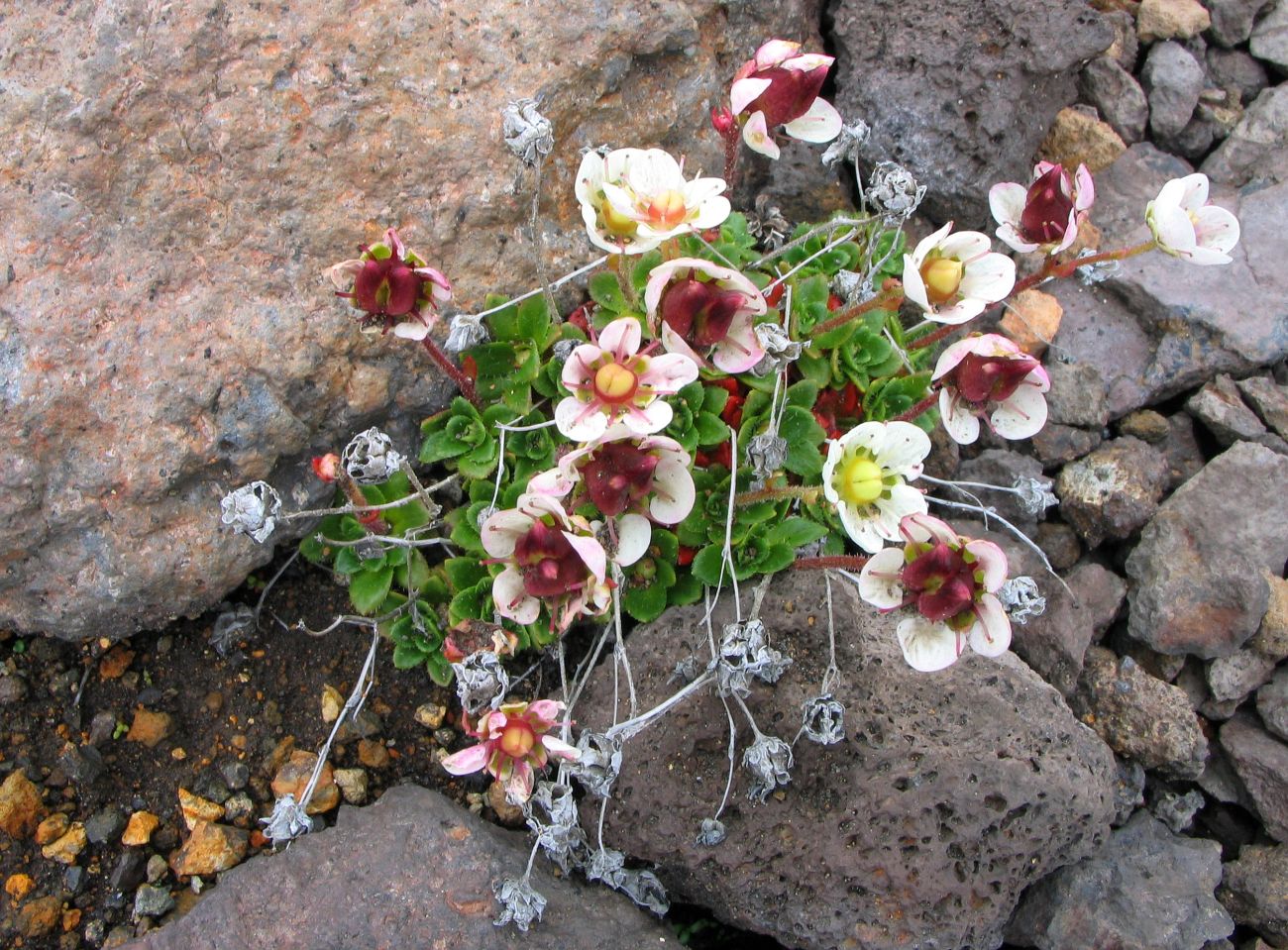 Изображение особи Micranthes merkii.