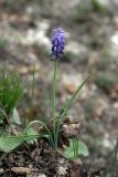 Muscari neglectum