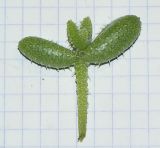 Delosperma echinatum