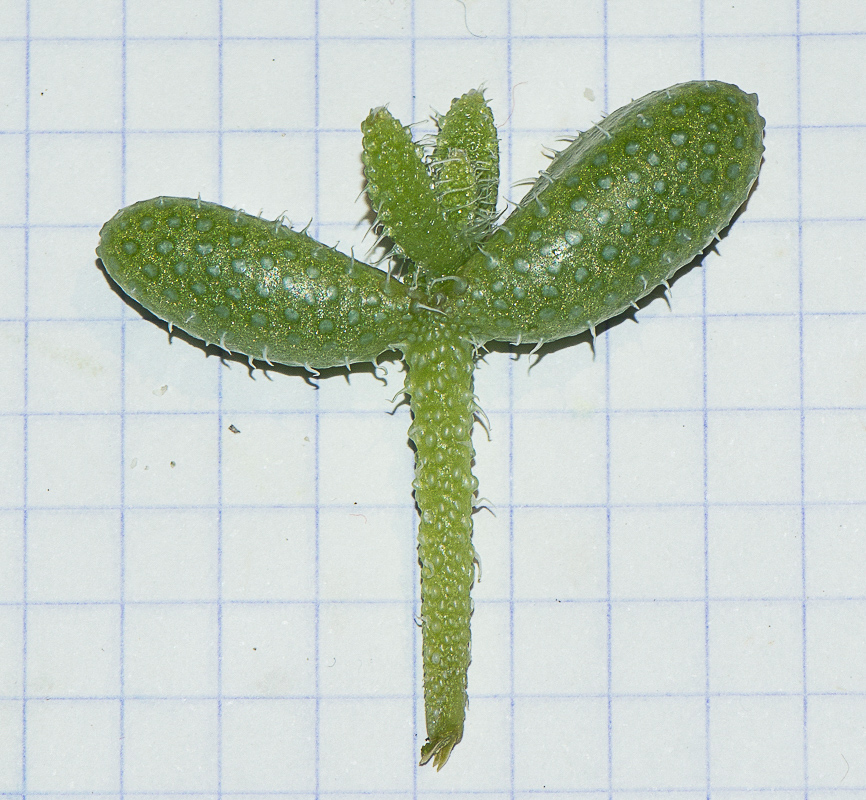 Image of Delosperma echinatum specimen.