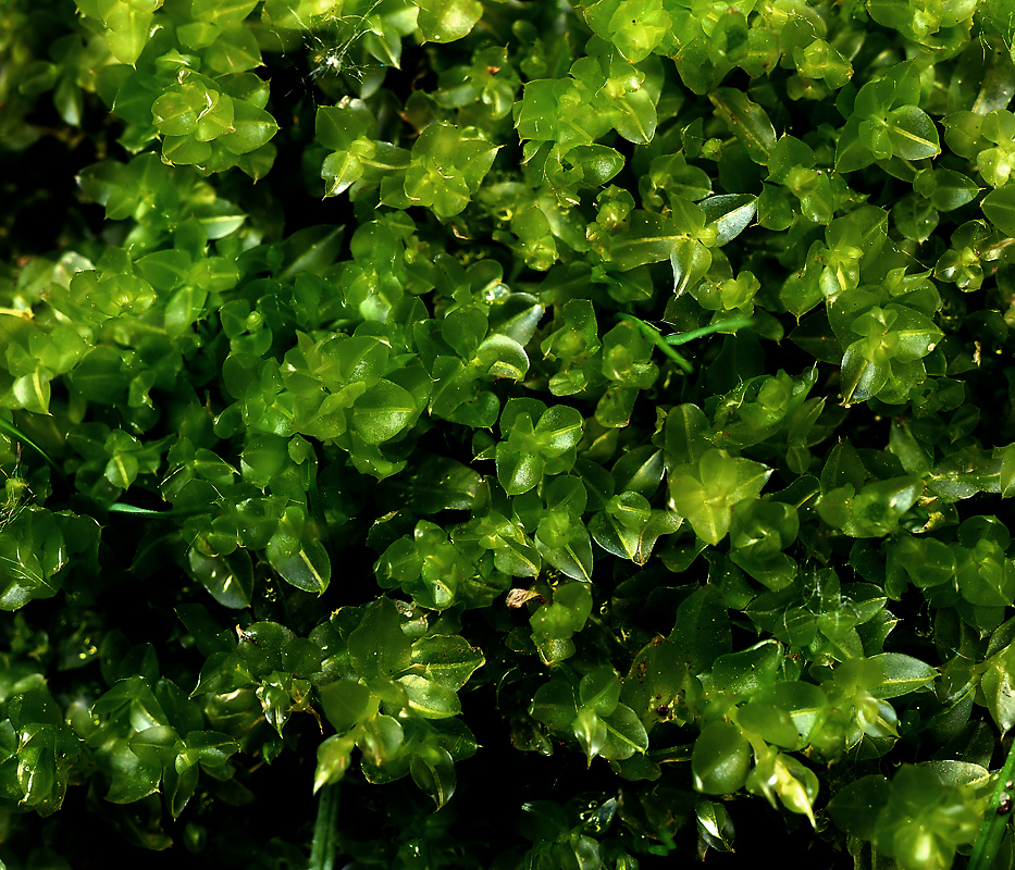 Image of familia Mniaceae specimen.
