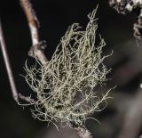 Usnea