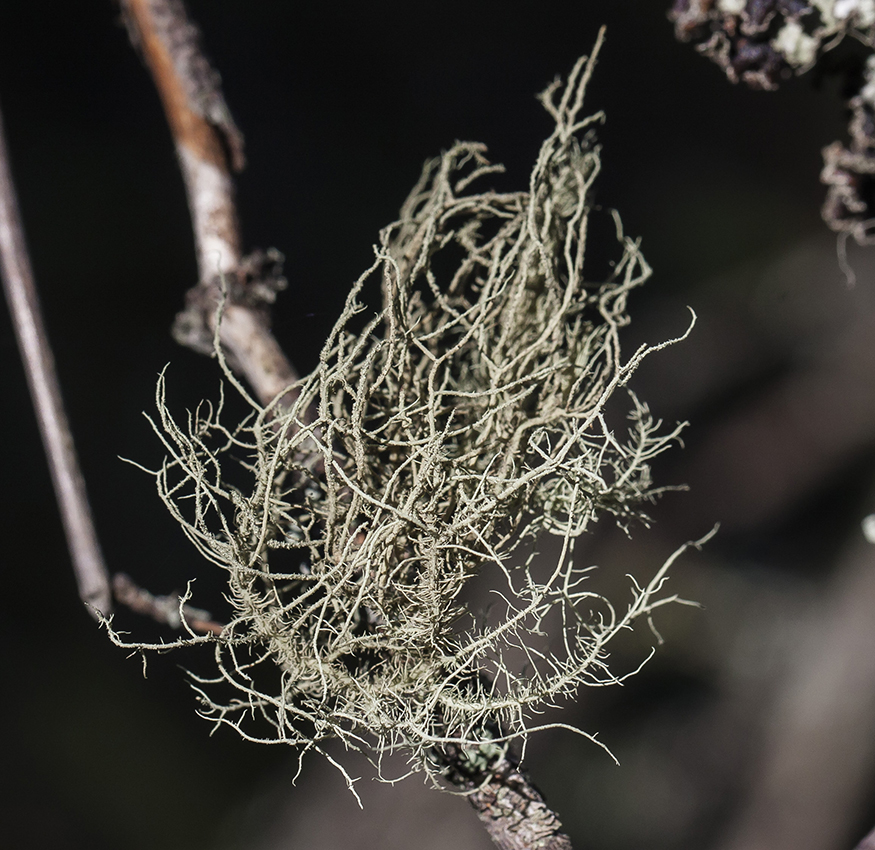 Image of genus Usnea specimen.