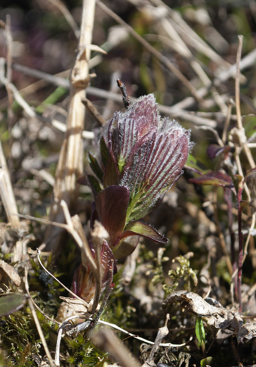 Изображение особи Astragalus frigidus.