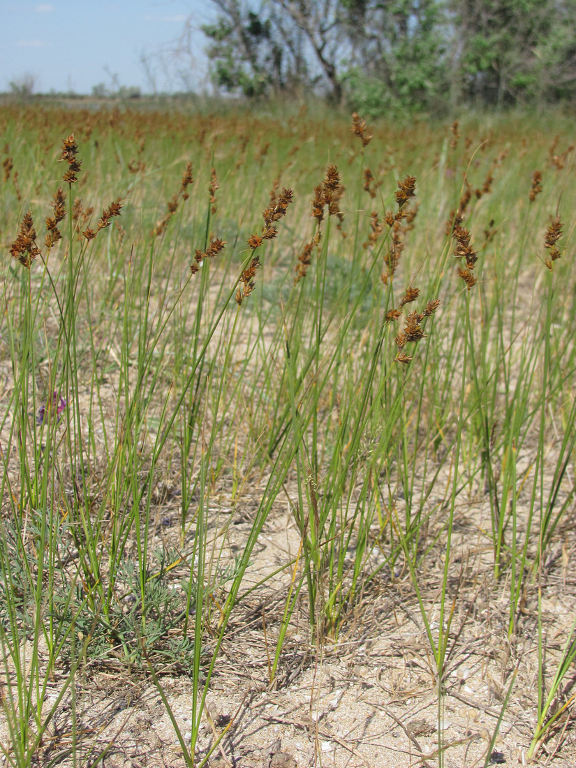 Image of Carex colchica specimen.