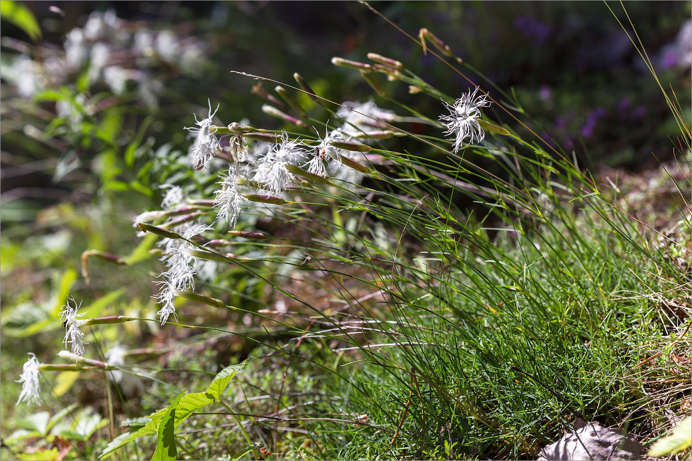 Изображение особи Dianthus arenarius.