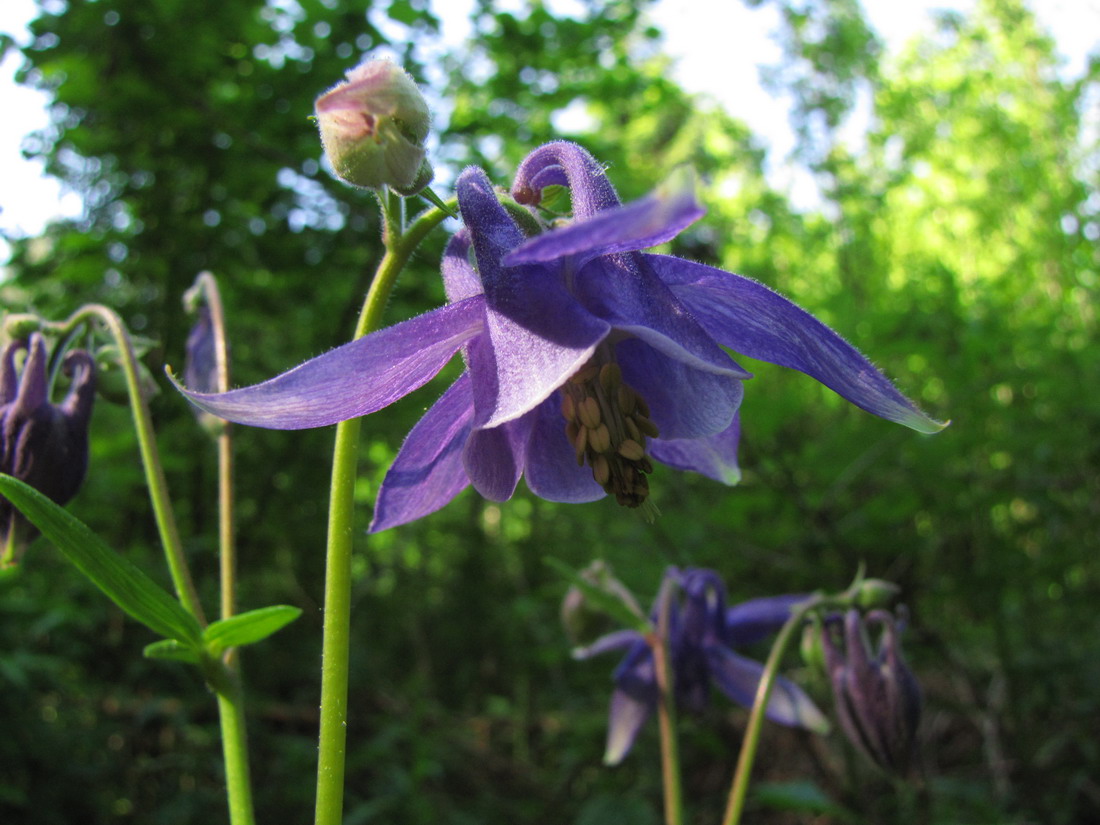 Image of Aquilegia vulgaris specimen.