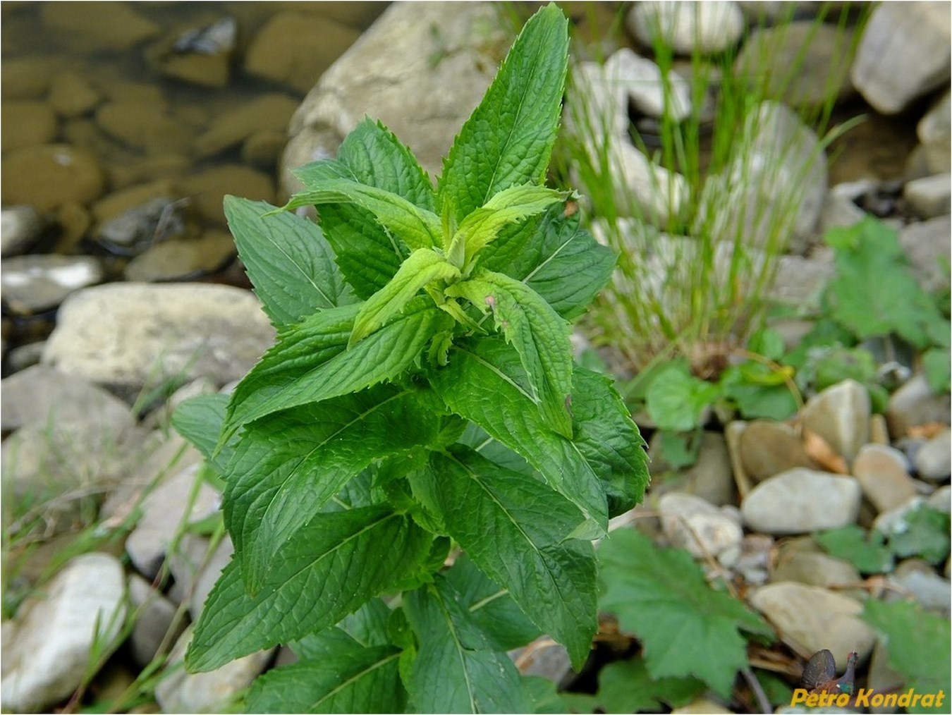 Изображение особи род Mentha.