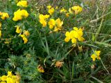 Lotus corniculatus