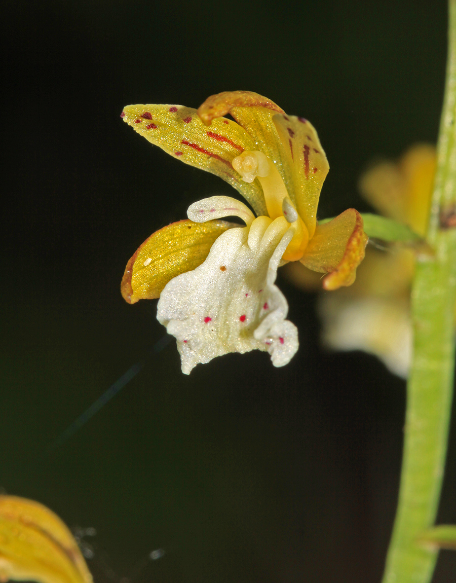 Изображение особи Oreorchis patens.