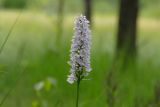 Dactylorhiza maculata