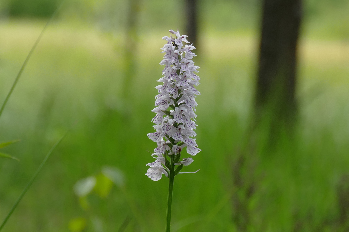 Изображение особи Dactylorhiza maculata.