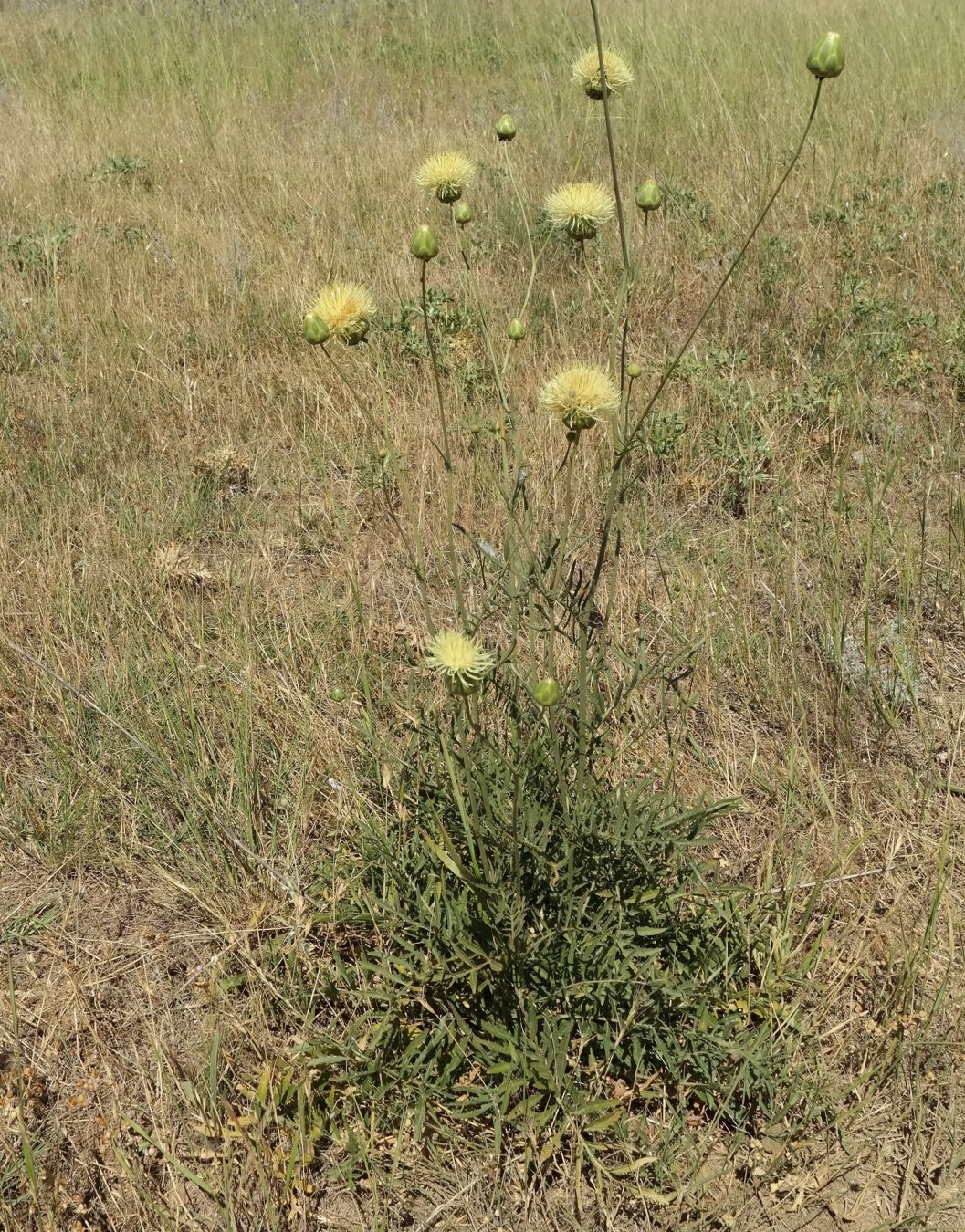 Изображение особи Rhaponticoides taliewii.