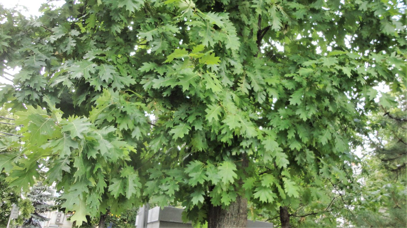 Image of Quercus rubra specimen.