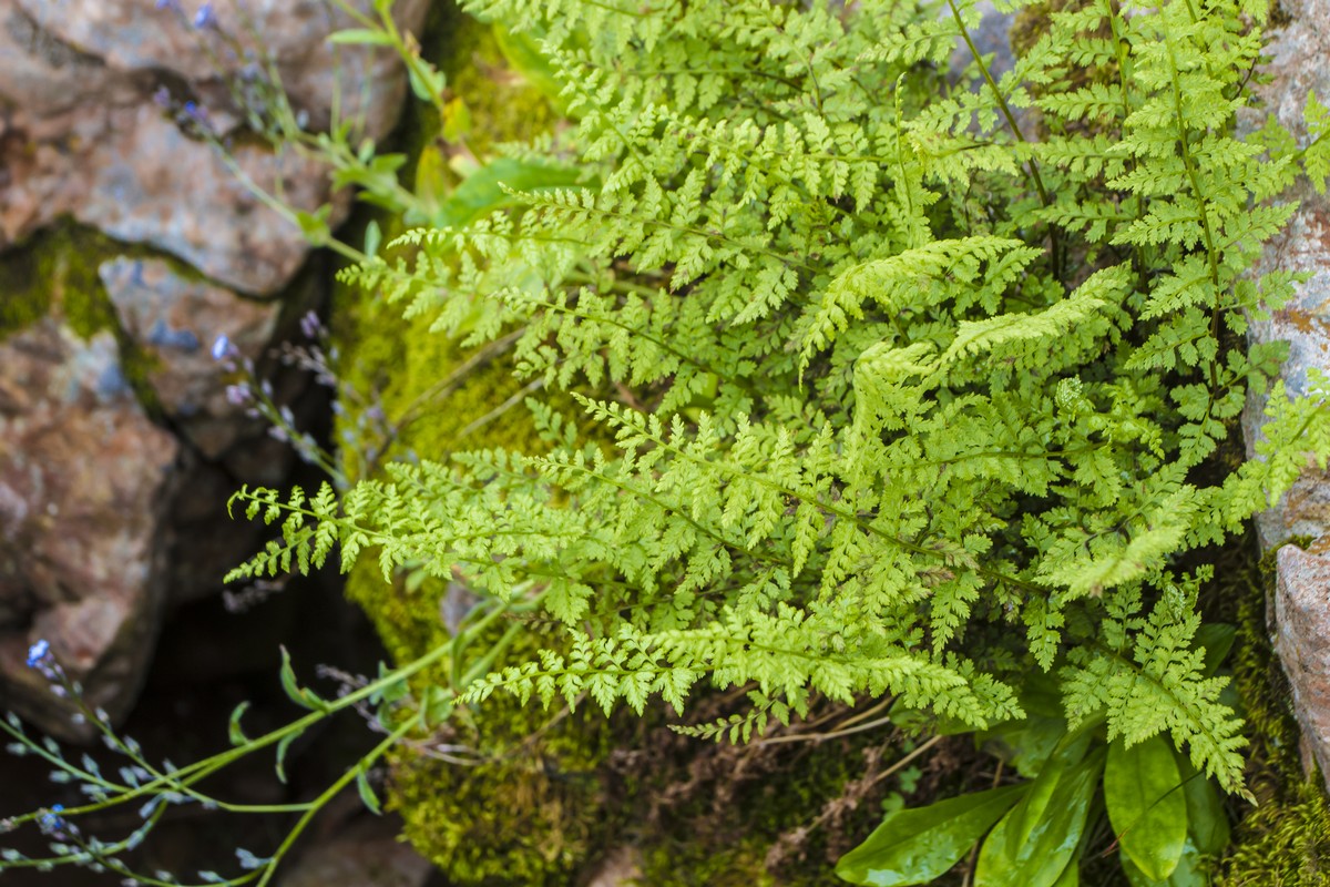 Изображение особи Cystopteris fragilis.