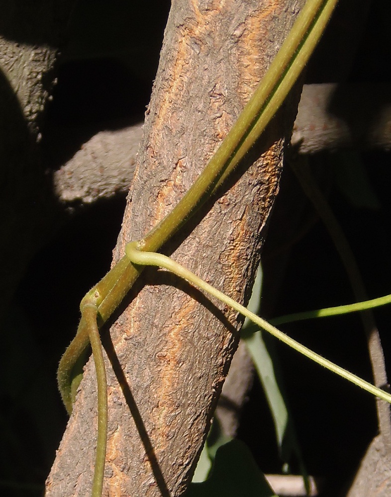 Image of Menispermum dauricum specimen.