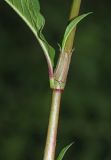 Persicaria extremiorientalis. Часть побега. Приморский край, Кавалеровский р-н, берег оз. Зеркальное, на лугу. 08.08.2018.