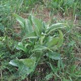 Phlomis majkopensis