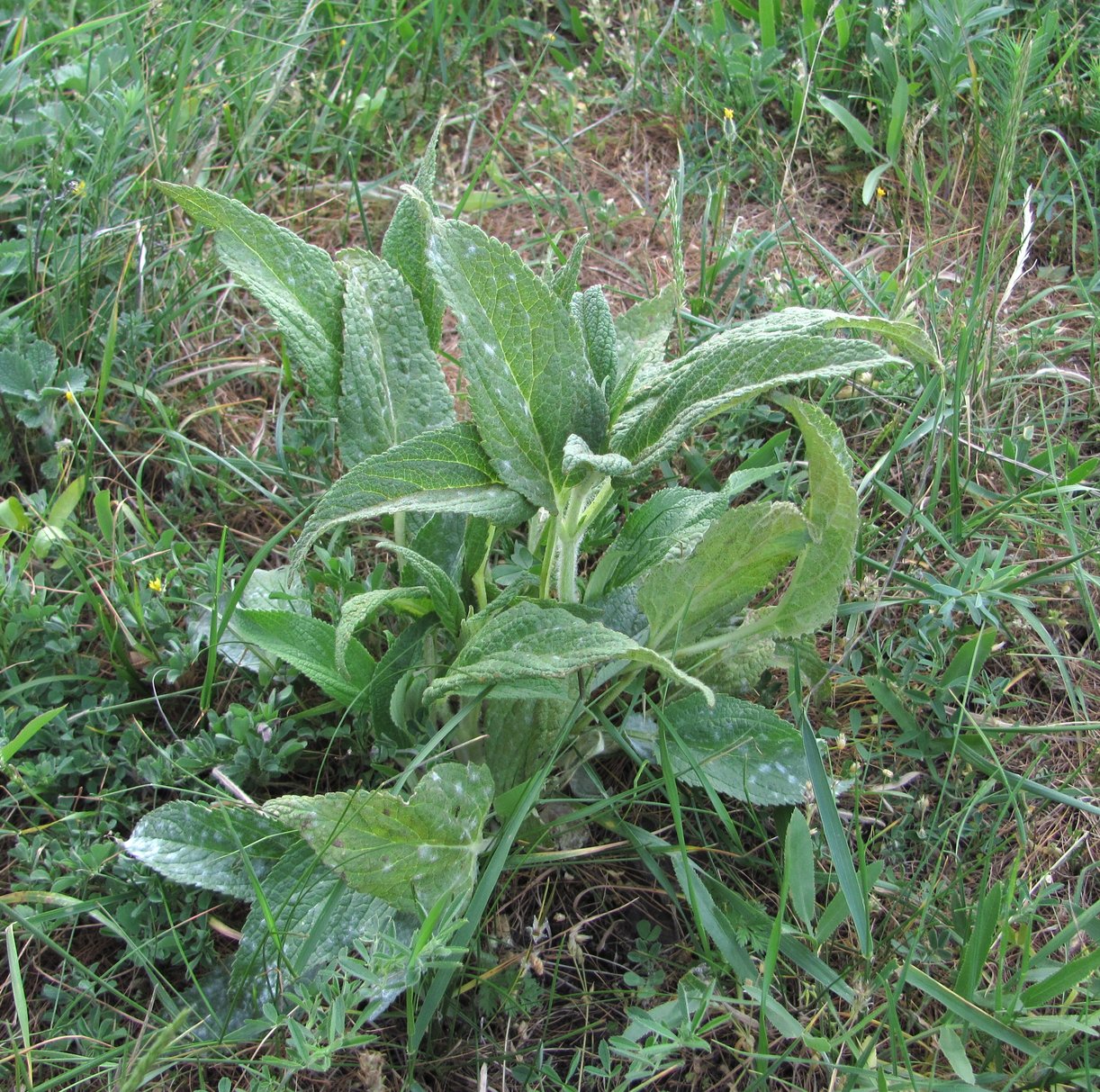 Image of Phlomis majkopensis specimen.