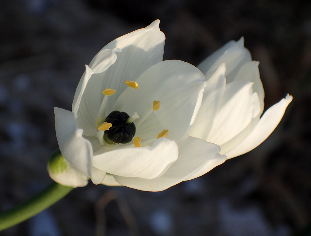 Изображение особи Ornithogalum arabicum.