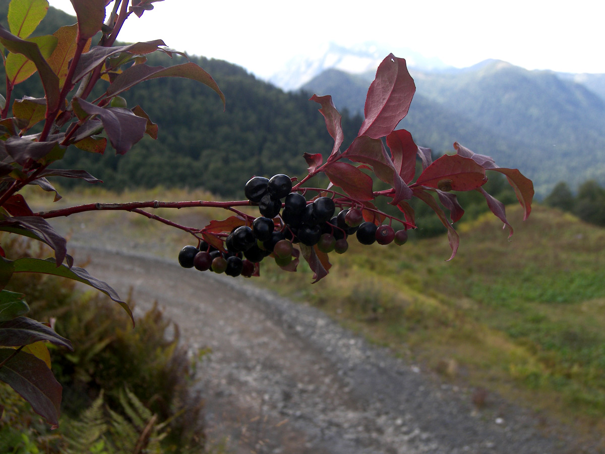 Image of Vaccinium arctostaphylos specimen.