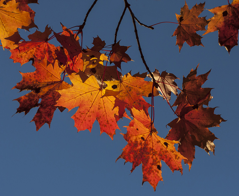 Image of Acer platanoides specimen.