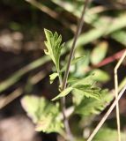 genus Scabiosa. Часть стебля и листья в средней части растения. Грузия, Боржоми-Харагаульский национальный парк, маршрут №10, ≈ 1300 м н.у.м, луг в смешанном лесу. 08.10.2018.