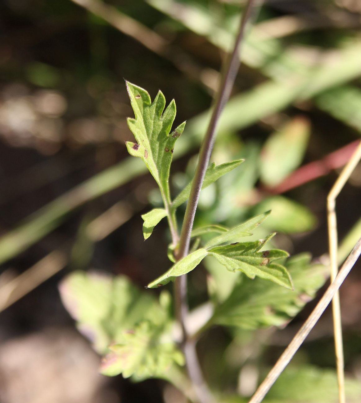 Image of genus Scabiosa specimen.