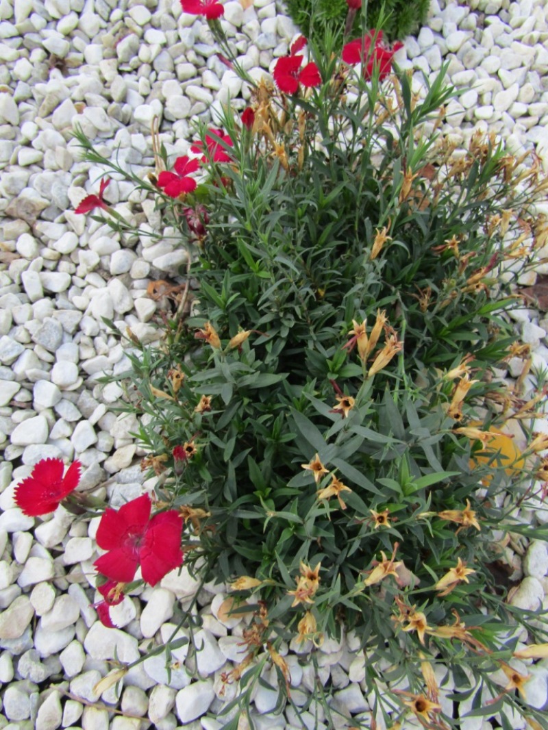 Image of Dianthus chinensis specimen.