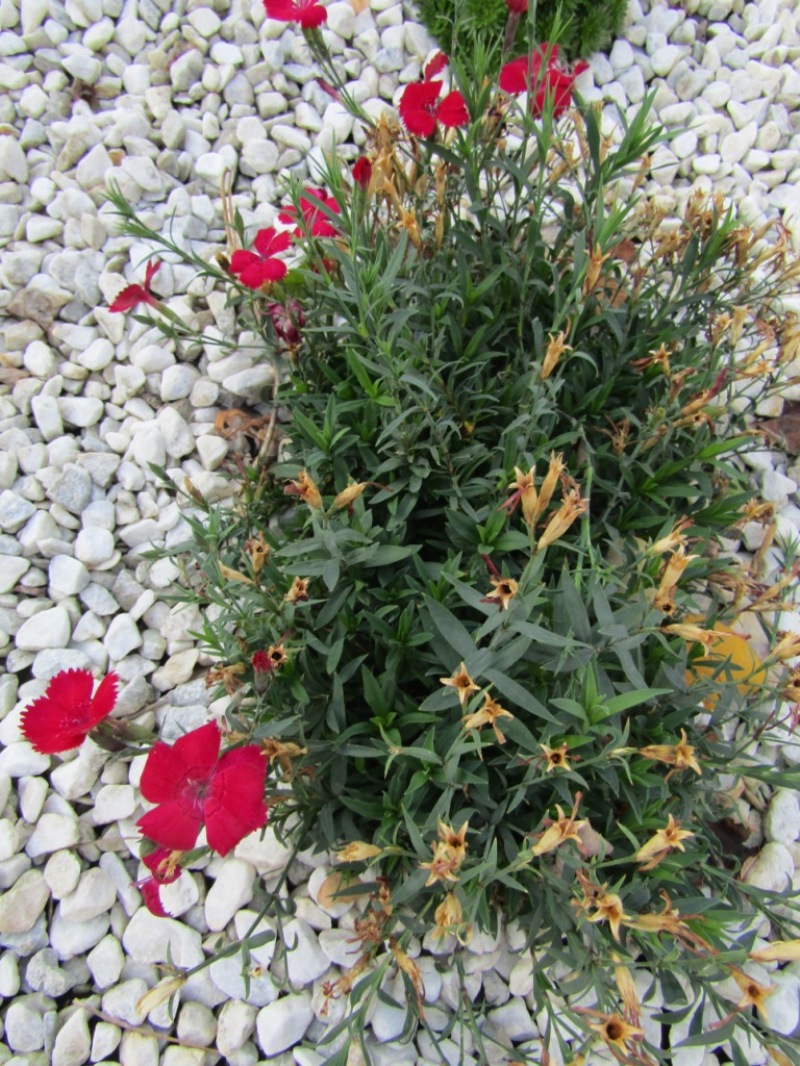 Изображение особи Dianthus chinensis.