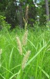 Carex rhynchophysa