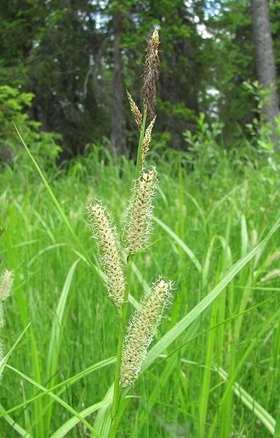 Изображение особи Carex rhynchophysa.