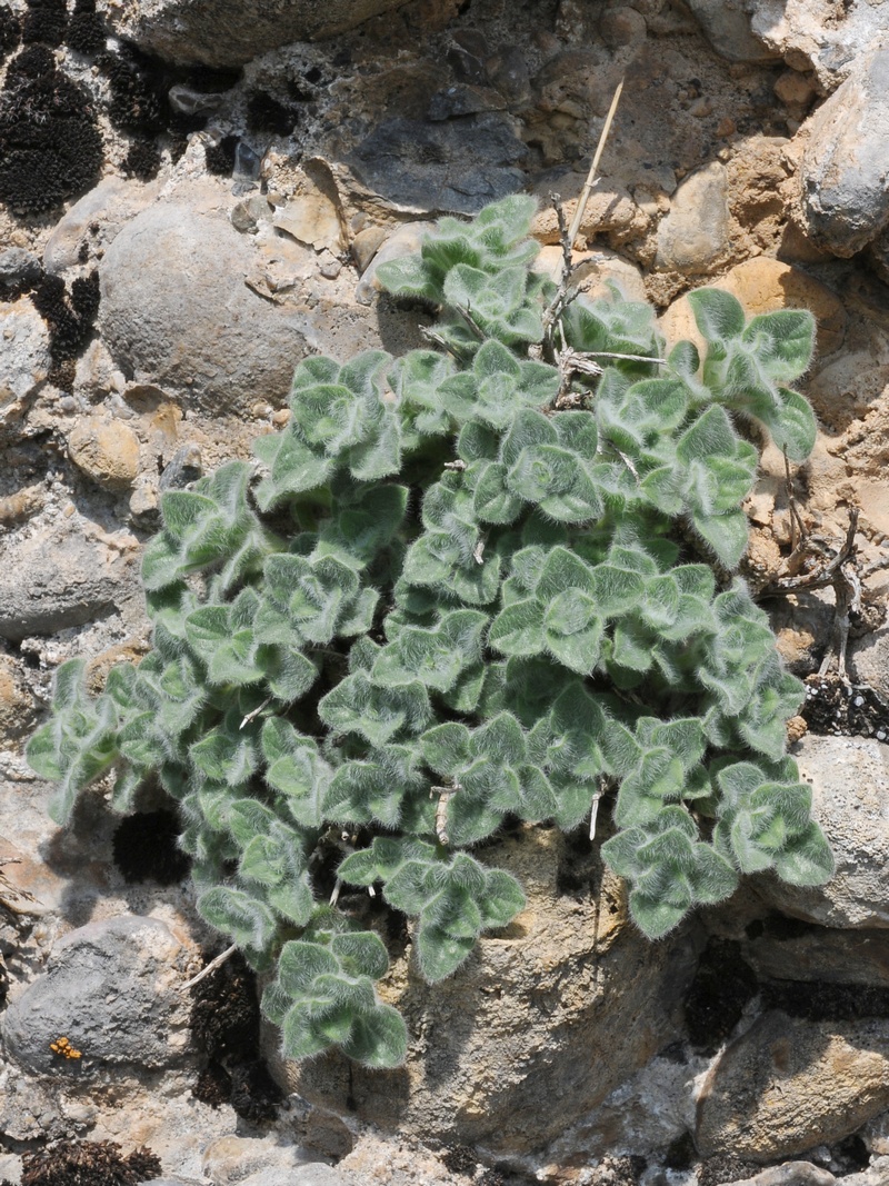 Image of Scutellaria immaculata specimen.