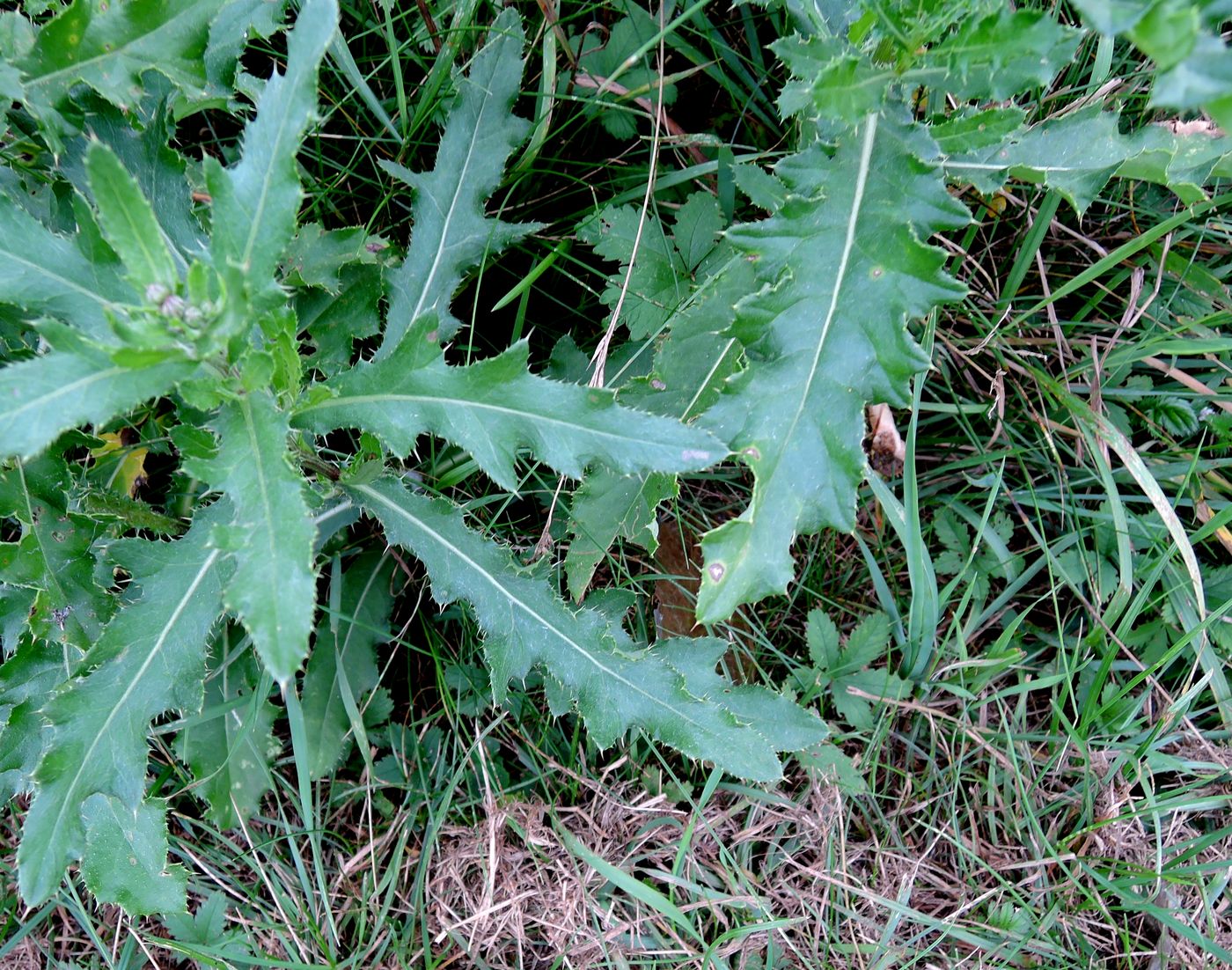 Image of Cirsium arvense specimen.