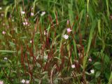 Epilobium hornemannii