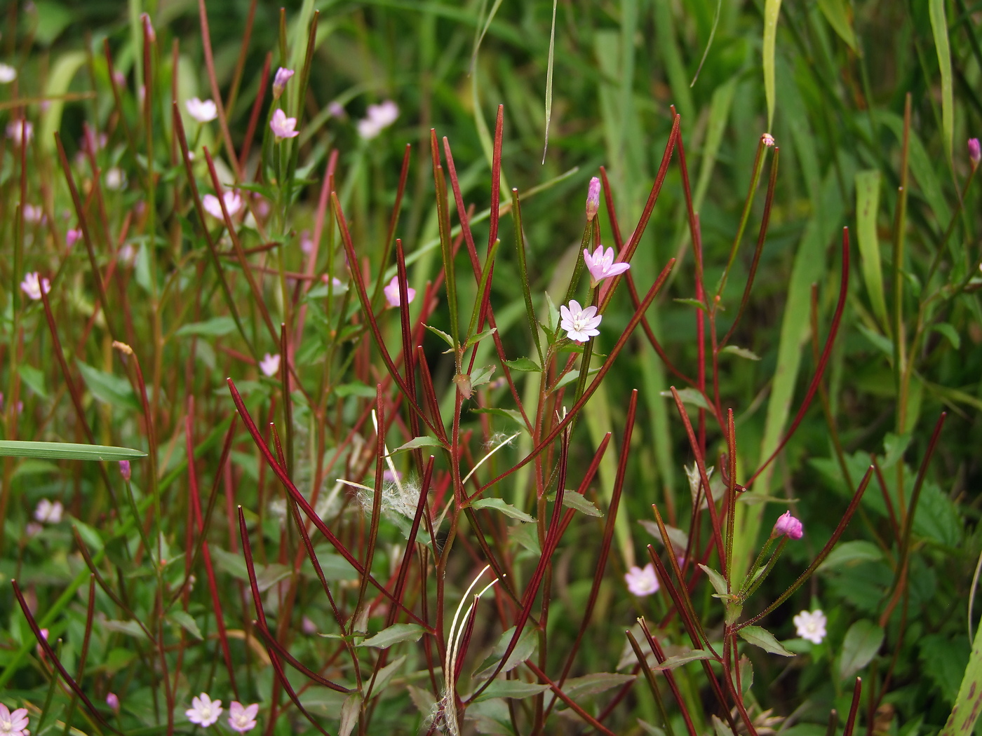 Изображение особи Epilobium hornemannii.