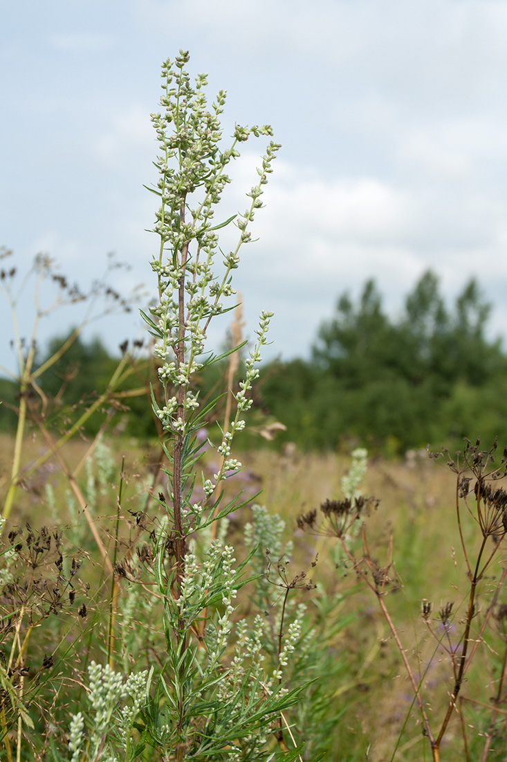 Изображение особи Artemisia vulgaris.