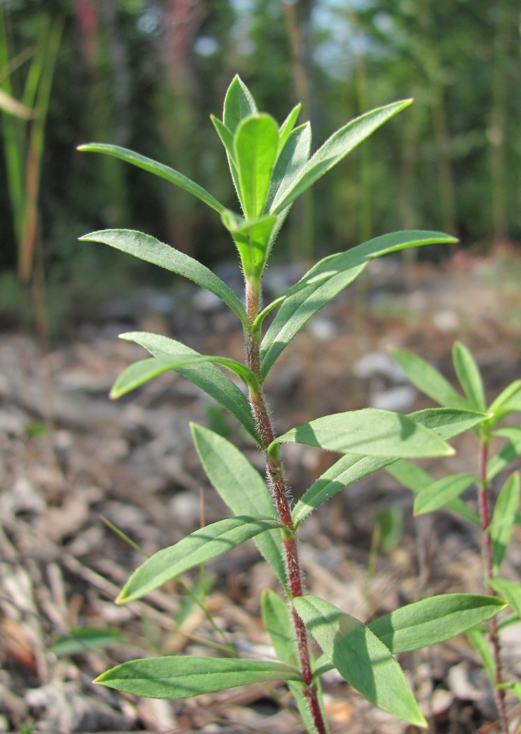 Изображение особи Silene tatarica.