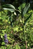 Polygonatum glaberrimum