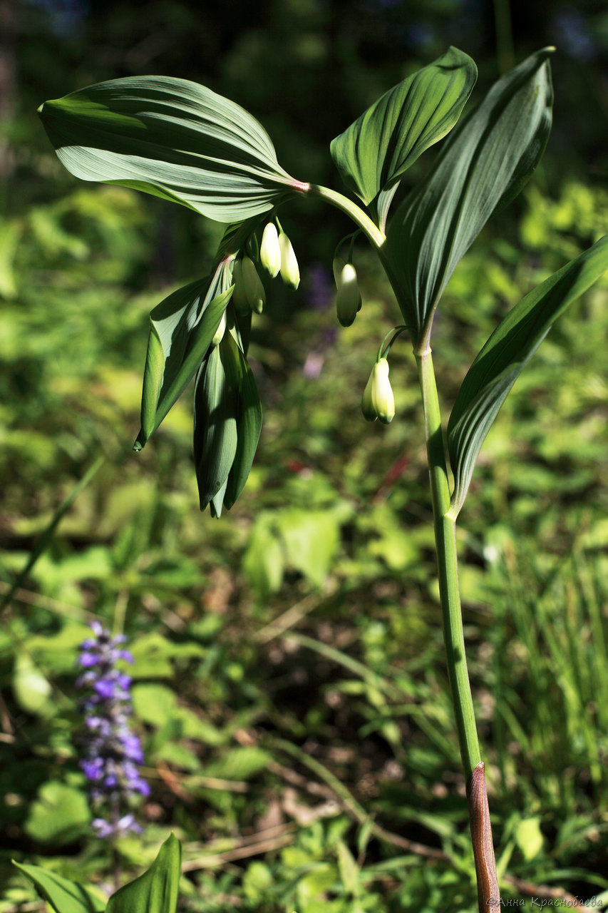 Image of Polygonatum glaberrimum specimen.