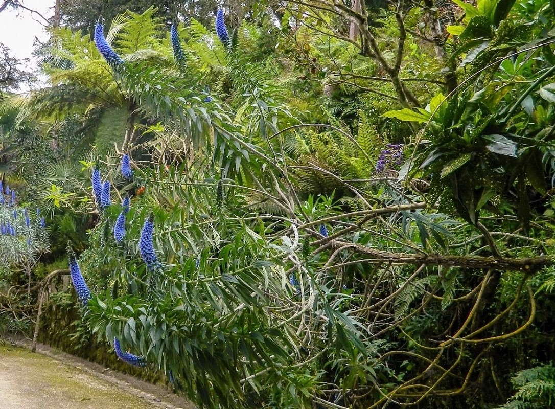 Изображение особи Echium candicans.