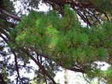 Pinus sylvestris. Части ветвей. Красноярский край, окр. г. Красноярск, заповедник \"Столбы\", подножие сиенитового массива Второго столба. 13.08.2018.