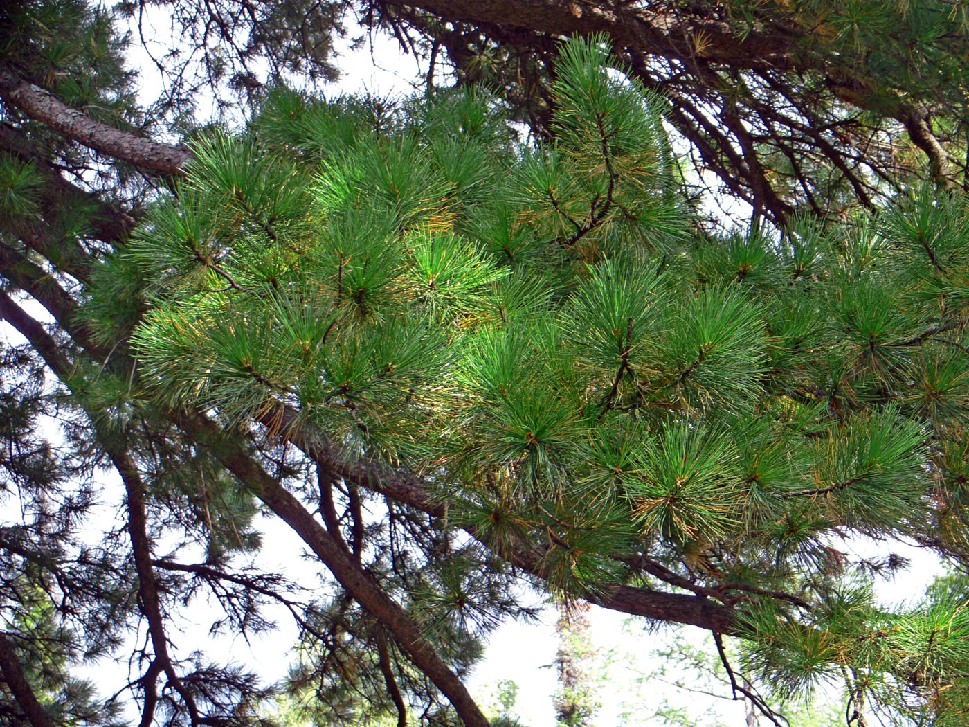 Изображение особи Pinus sylvestris.