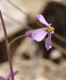 Image of taxon representative. Author is Роланд Цандекидис