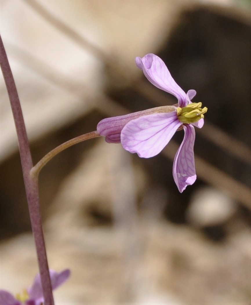 Изображение особи Moricandia arvensis.