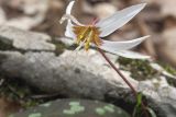 Erythronium caucasicum