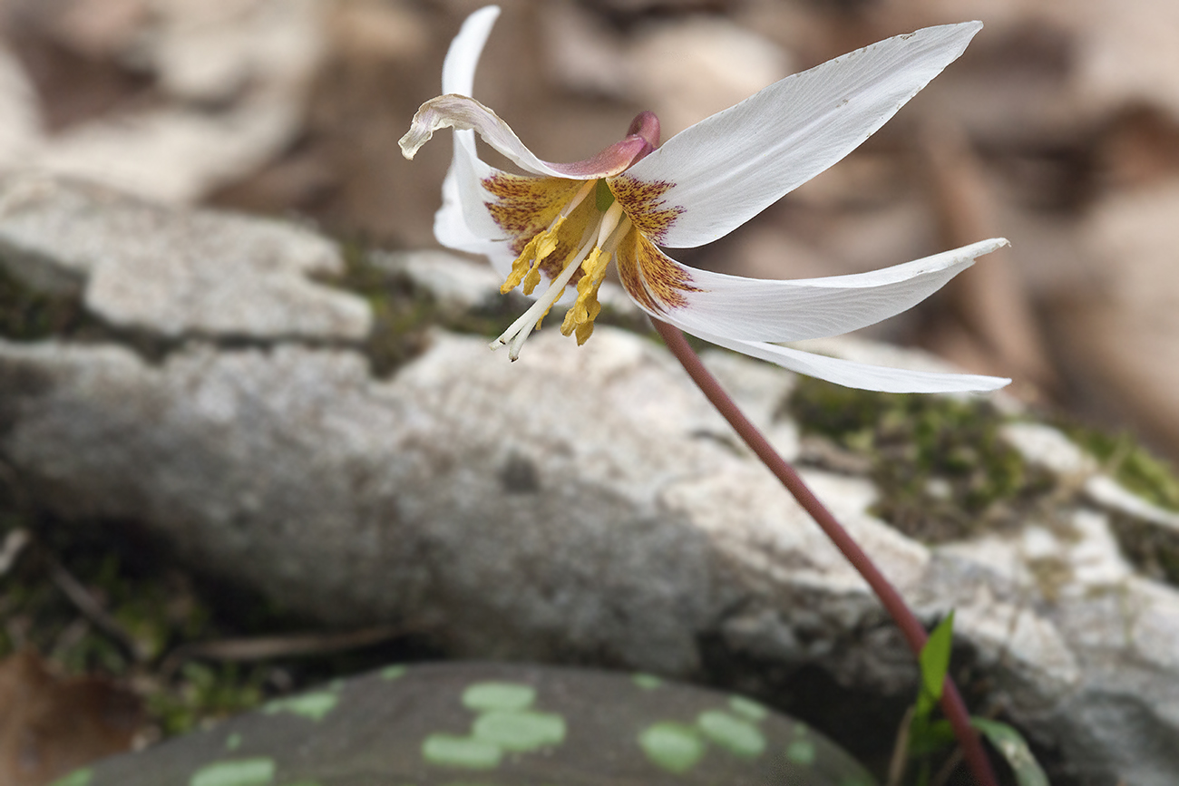 Image of Erythronium caucasicum specimen.