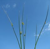 Juncus effusus