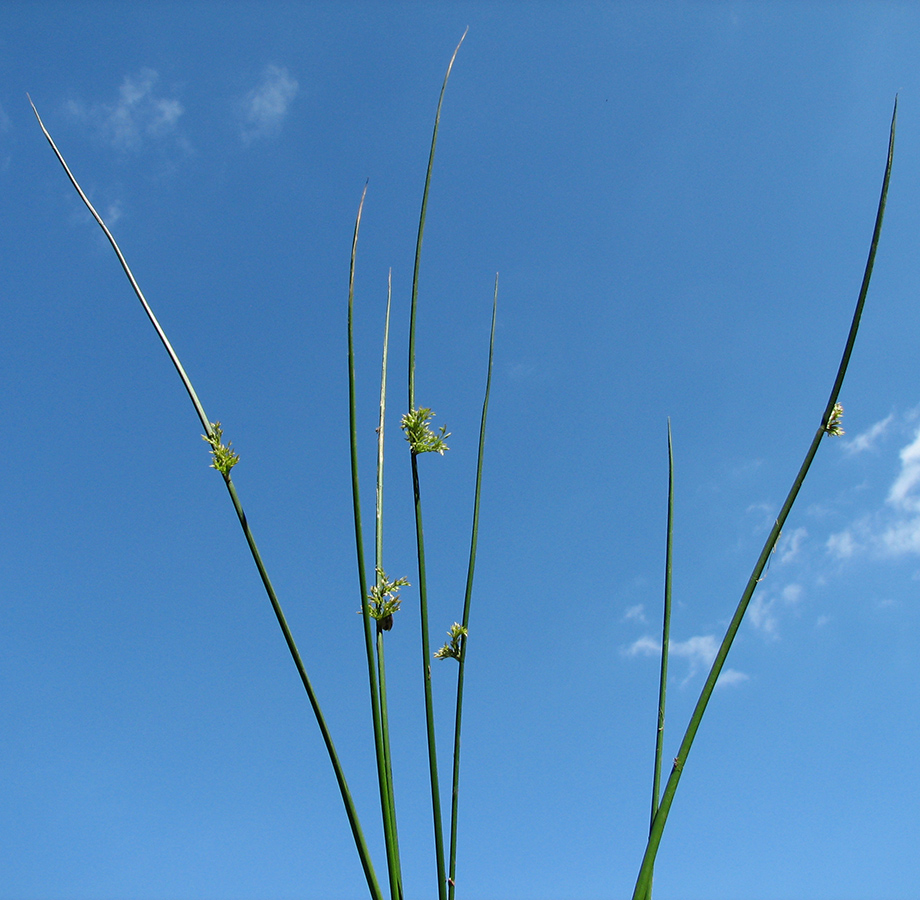 Изображение особи Juncus effusus.