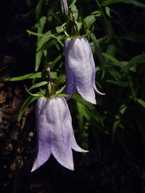 Изображение особи Adenophora himalayana.